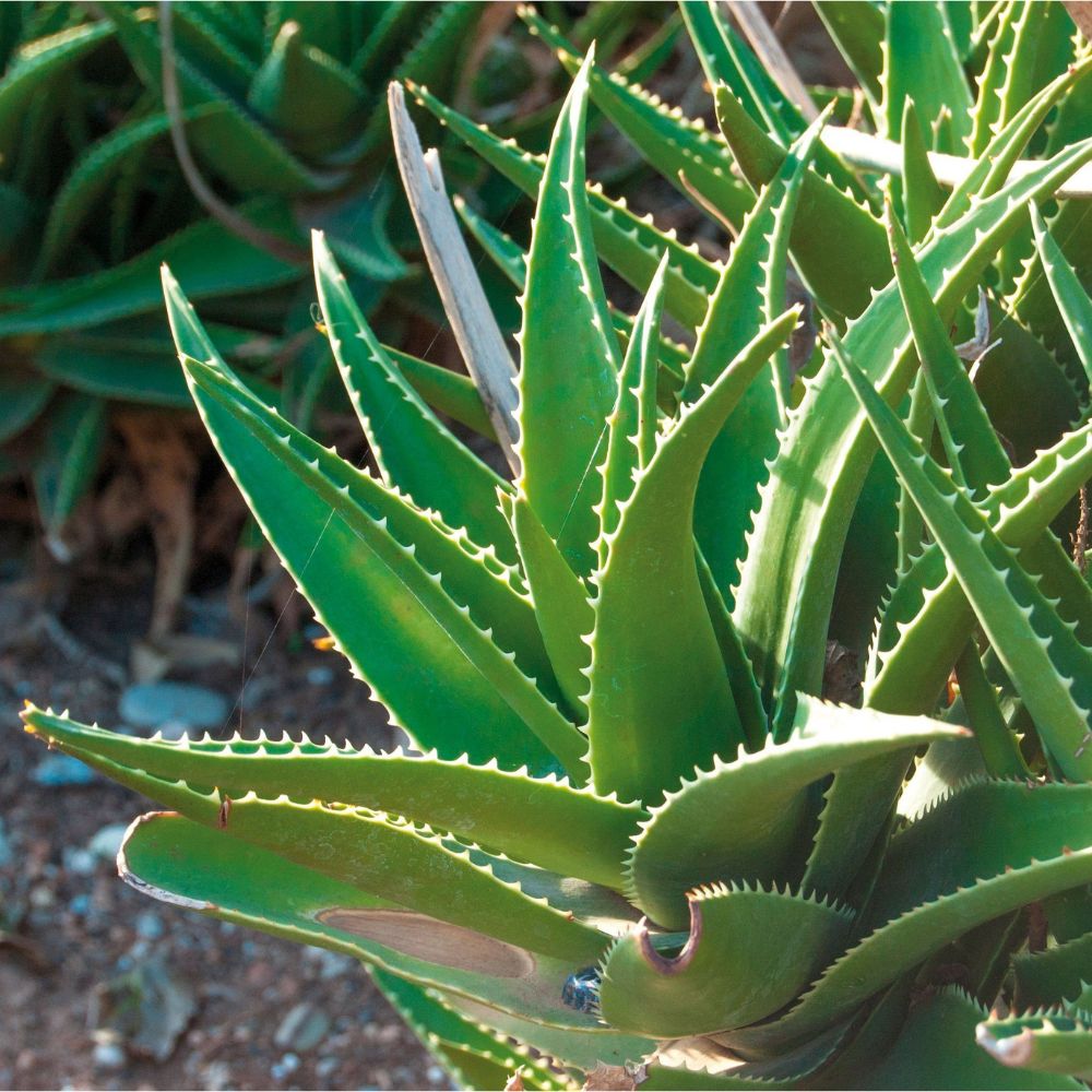 Haro | Aloe Vera Vital Creme - 100% vegan - 100ml